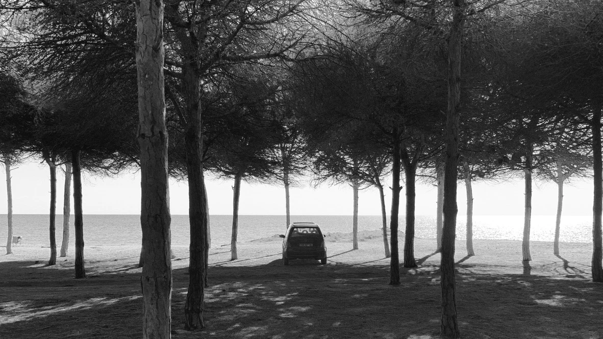 Amongst the trees overlooking the ocean