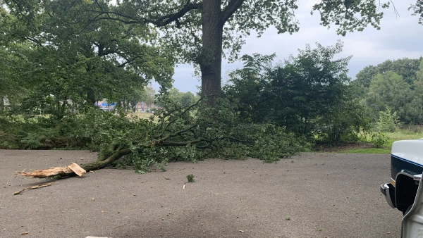 Chuck the Truck almost got hit by a tree!