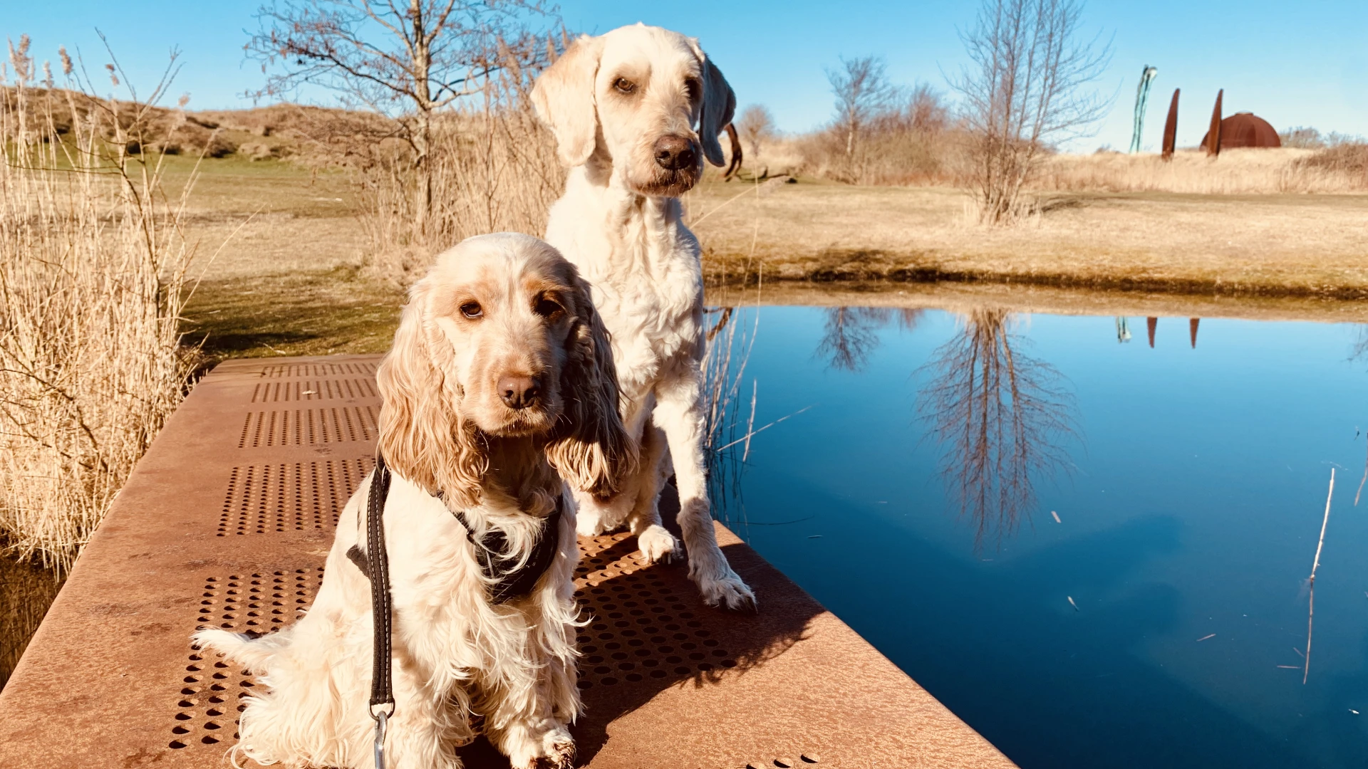 Dog sitting a friends cat called Bobby