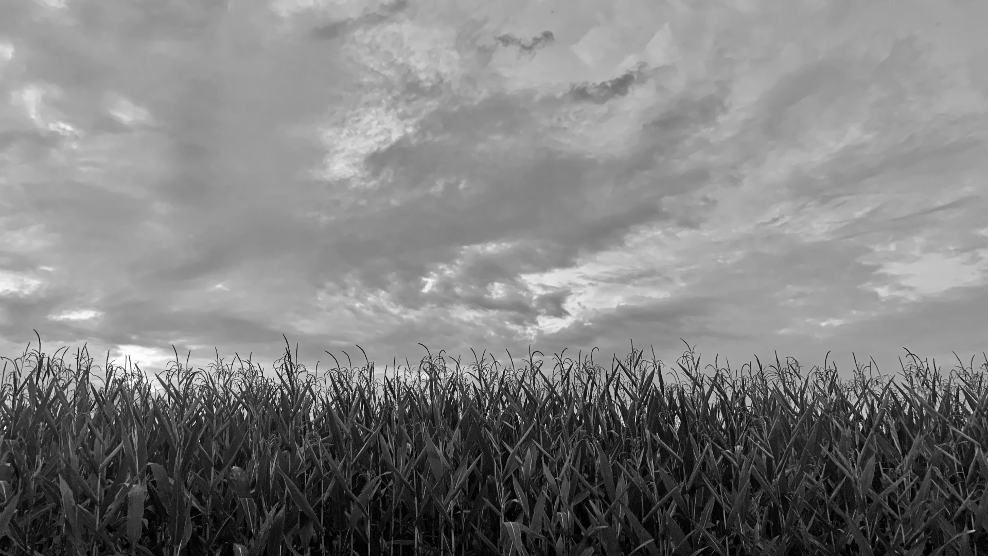 Fields of grey