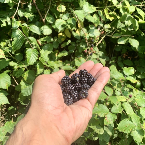 Forest foraging