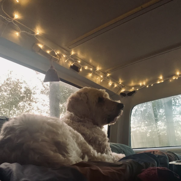 I think Woof! likes the new lights