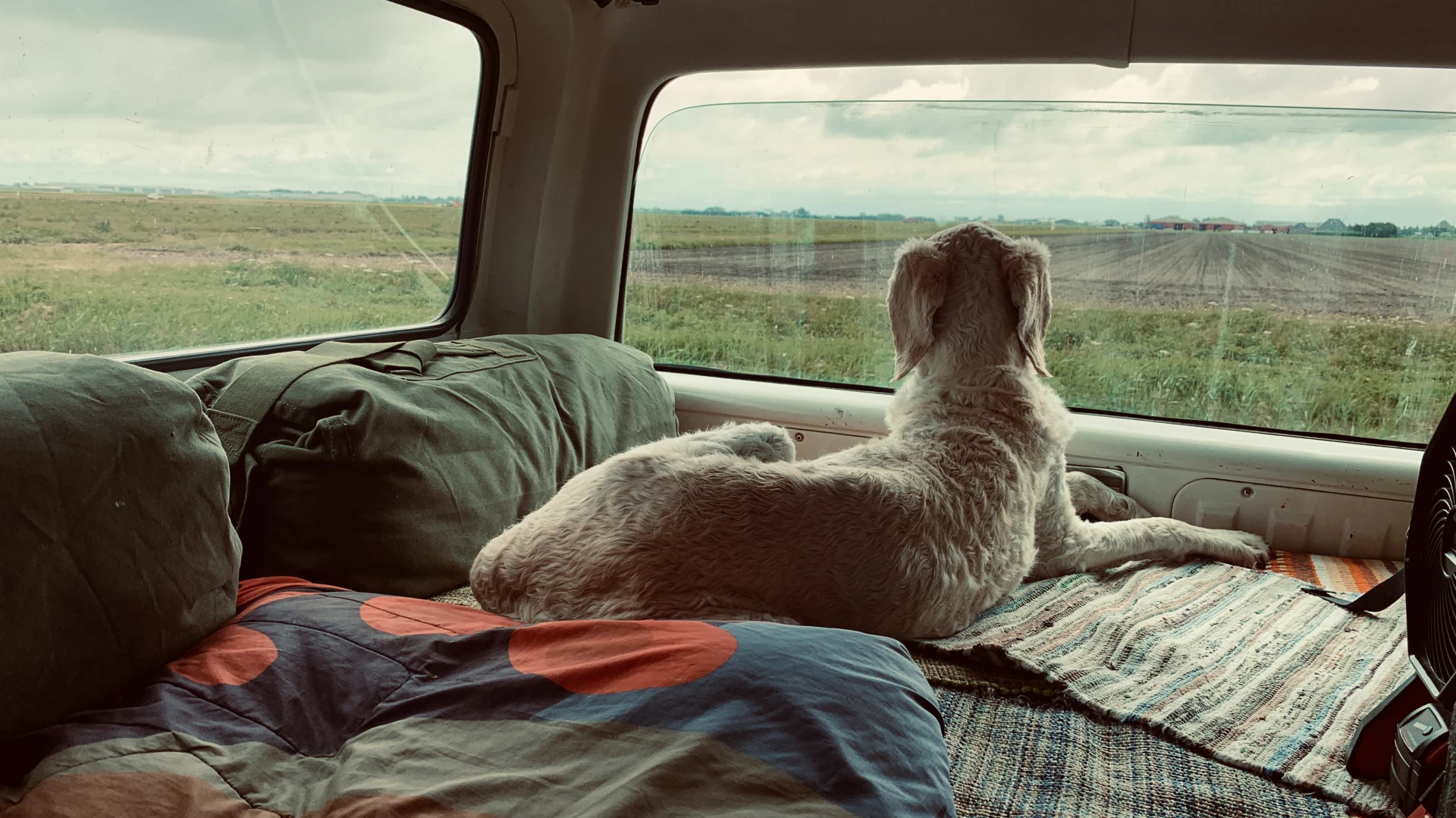 I wonder what Woof! is thinking...