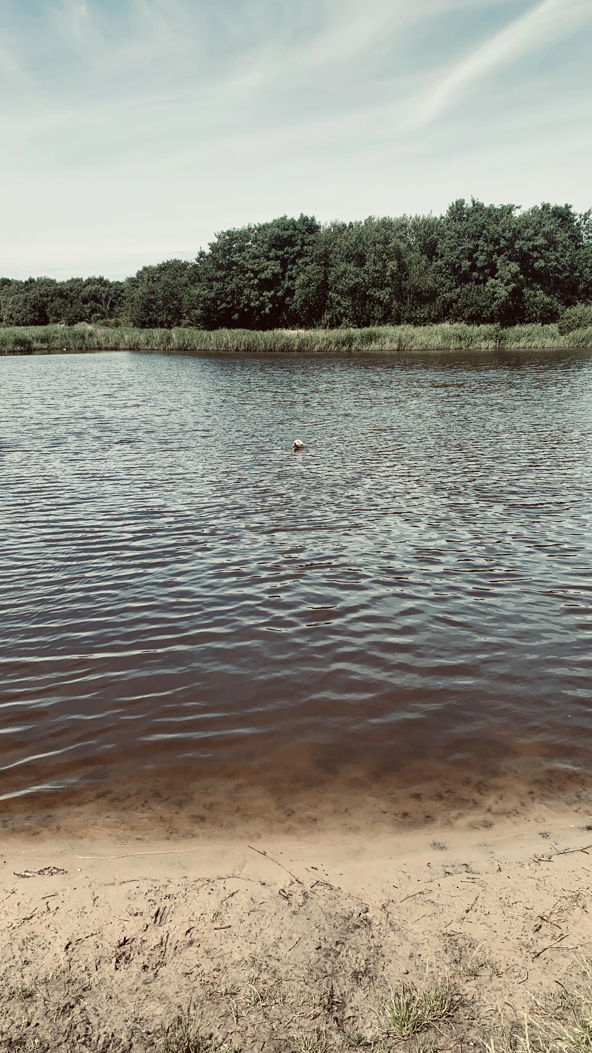 Is that a croc or a Woof!