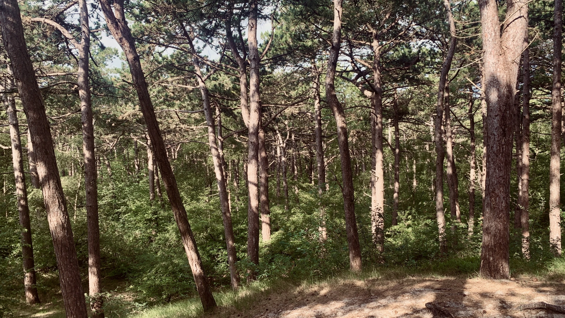 Morning walk with Woof! on the sand dunes