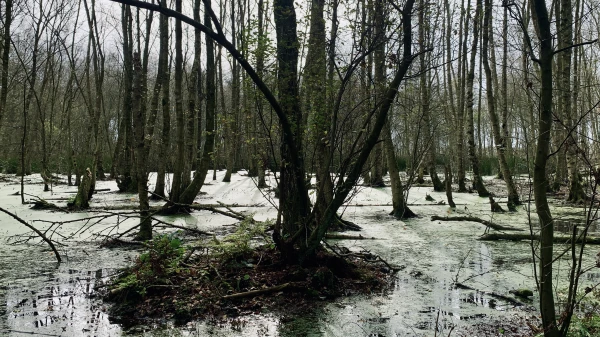 Swamp fever