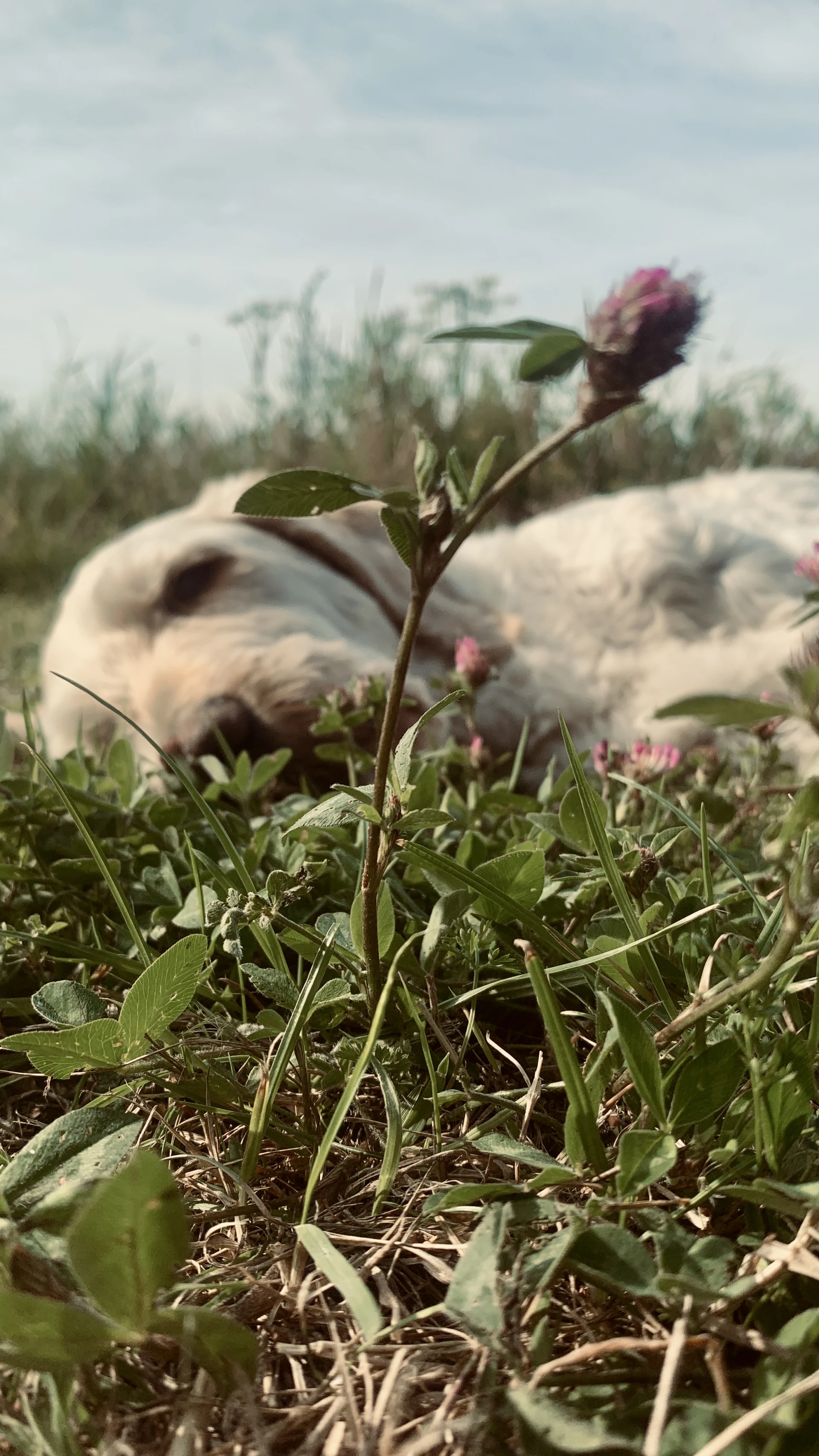Touch grass