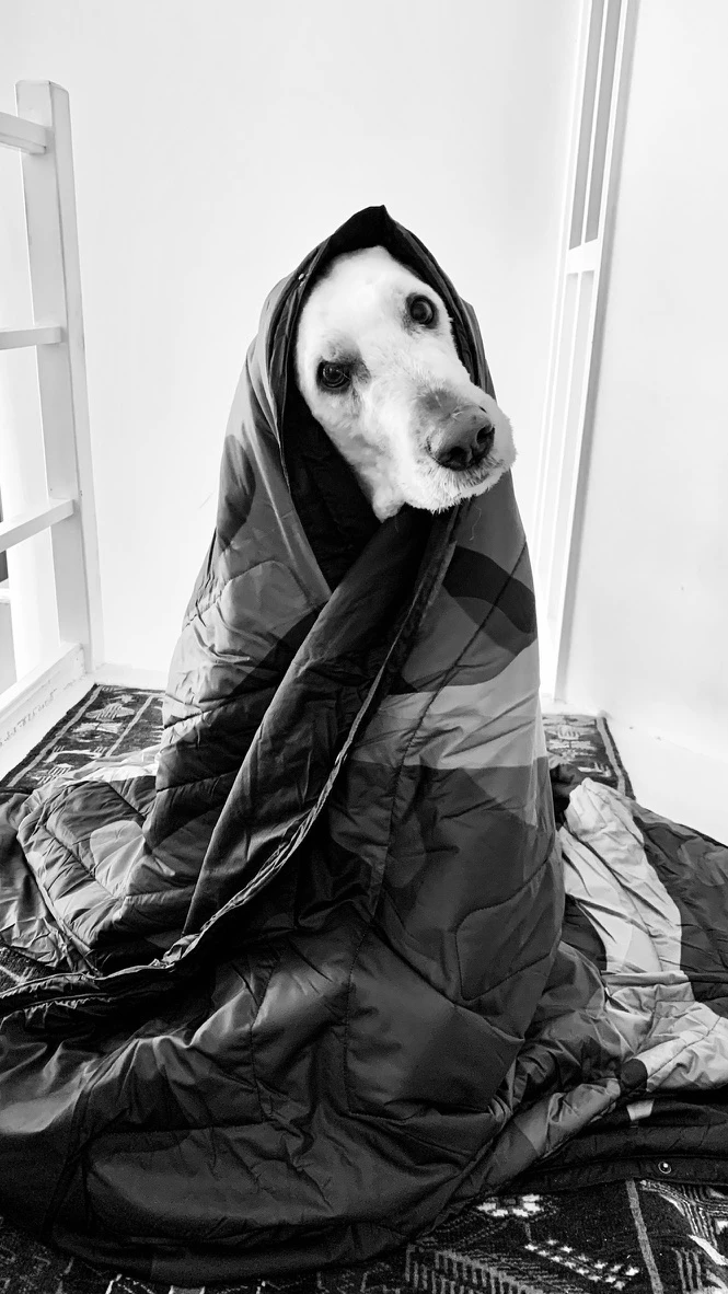 Woof! has his own blanked now