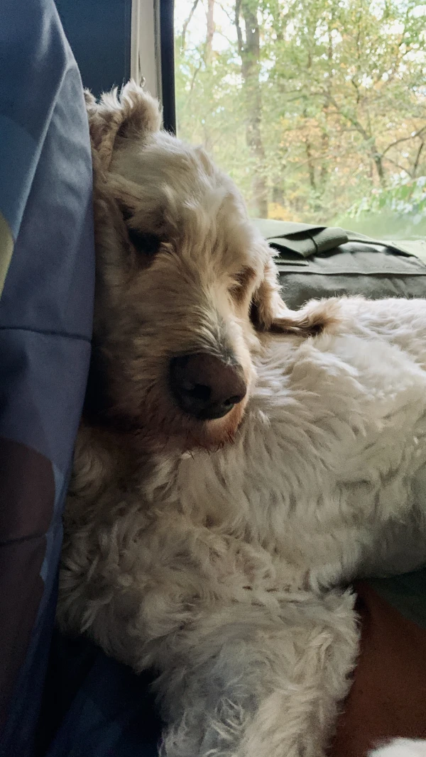 Woof! looks comfortable