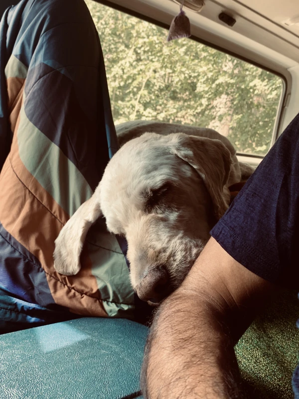 Woof! sleep position #365