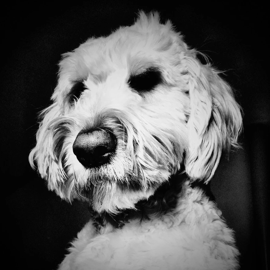 Woof!